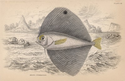 Пятнистая крылатая рыба (Pteraclis ocellatus (лат.)) из семейства Bramidae (лист 10 тома XXVIII "Библиотеки натуралиста" Вильяма Жардина, изданного в Эдинбурге в 1843 году)