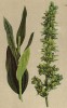 Чемерица белая -- лекарственное растение против чемера -- опасной болезни скота (Veratrum album L. (лат.)) (из Atlas der Alpenflora. Дрезден. 1897 год. Том I. Лист 52)