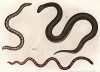 Ядовитые змеи, обитающие в Юго-Восточной Азии (из Naturgeschichte der Amphibien in ihren Sämmtlichen hauptformen. Вена. 1864 год)
