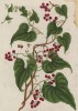 Бриония, переступень (Bryonia nigra (лат.)) -- одно из древнейших лекарственных растений против кашля и беспокойства (лист 457 "Гербария" Элизабет Блеквелл, изданного в Нюрнберге в 1760 году)