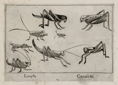 Саранча (лист из альбома Nova raccolta de li animali piu curiosi del mondo disegnati et intagliati da Antonio Tempesta... Рим. 1651 год)