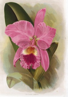 Орхидея каттлея губоцветная (Cattleya Libiata). The Gardener's Assistant. Лондон, 1900