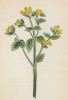 Тоцция альпийская (Tozzia alpina (лат.)) (лист 311 известной работы Йозефа Карла Вебера "Растения Альп", изданной в Мюнхене в 1872 году)