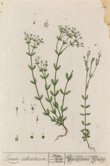 Пропускной лён (Linum catharticum (лат.)) (лист 368 "Гербария" Элизабет Блеквелл, изданного в Нюрнберге в 1757 году)