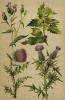 Серпуха красильная, или язычник (Serratula tinctoria), чертополох пониклый (Carduus nutans), бодяк ланцетолистный (Cirsium lanceolatum), ботяк огородный (Cirsium oleraseum)