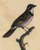Аремон ожереловый (Arremon torquatus (лат.)) (лист из альбома литографий "Галерея птиц... королевского сада", изданного в Париже в 1822 году)