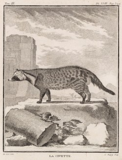 Виверра, она же циветта (лист XLIII иллюстраций к третьему тому знаменитой "Естественной истории" графа де Бюффона, изданному в Париже в 1750 году)