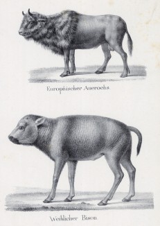 Европейский первобытный бык и самочка бизона (лист 73 первого тома работы профессора Шинца Naturgeschichte und Abbildungen der Menschen und Säugethiere..., вышедшей в Цюрихе в 1840 году)