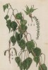 Тополь белый, или серебристый, из семейства ивовые (Populus alba) (лист 548 "Гербария" Элизабет Блеквелл, изданного в Нюрнберге в 1760 году)