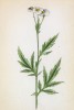 Тысячелистник крупнолистный (Achillea macrophylla (лат.)) (лист 215 известной работы Йозефа Карла Вебера "Растения Альп", изданной в Мюнхене в 1872 году)