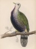Великолепный фруктовый голубь (Carpophaga magnifica (лат.)) (лист 6 тома XIX "Библиотеки натуралиста" Вильяма Жардина, изданного в Эдинбурге в 1843 году)
