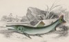 Гребнещука (Xiphostoma ocellatum (лат.)) (лист 23 XXXIX тома "Библиотеки натуралиста" Вильяма Жардина, изданного в Эдинбурге в 1860 году)