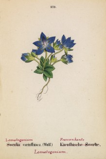 Сверция каринтская (Swertia carinthiaca (лат.)) (лист 273 известной работы Йозефа Карла Вебера "Растения Альп", изданной в Мюнхене в 1872 году)
