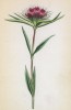 Гвоздика турецкая (Dianthus barbatus (лат.)) (лист 80 известной работы Йозефа Карла Вебера "Растения Альп", изданной в Мюнхене в 1872 году)