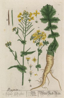 Рапс (Brassica napus (лат.)) — масличное растение из семейства крестоцветные. Ныне рапс важен для человечества в качестве сырья для получения биодизеля (лист 224 "Гербария" Элизабет Блеквелл, изданного в Нюрнберге в 1757 году)