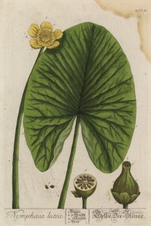 Кувшинка (Nymphaea lutea (лат.)) (лист 497а "Гербария" Элизабет Блеквелл, изданного в Нюрнберге в 1760 году)