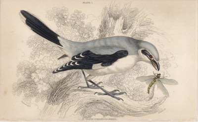 Сорокопут и стрекоза (Lanius Excubitor (лат.)) (лист 1 тома XXV "Библиотеки натуралиста" Вильяма Жардина, изданного в Эдинбурге в 1839 году)