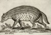 Барсук (лист из альбома Nova raccolta de li animali piu curiosi del mondo disegnati et intagliati da Antonio Tempesta... Рим. 1651 год)