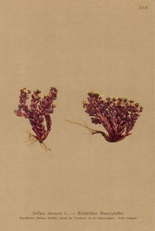 Ситник чёрный (Sedum atratum (лат.)) (из Atlas der Alpenflora. Дрезден. 1897 год. Том III. Лист 206)