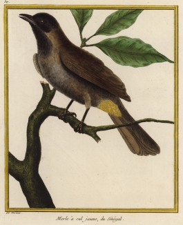 Африканский певчий дрозд (из Table des Planches Enluminées d'Histoire Naturelle de M. D'Aubenton (фр.). Утрехт. 1783 год (лист 317))