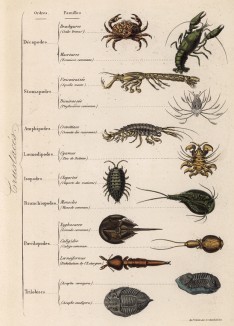 Классификация ракообразных (иллюстрация к работе Ахилла Конта Musée d'histoire naturelle, изданной в Париже в 1854 году)