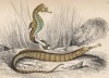 1. Океаническая рыба-игла 2. Короткорылый морской конёк (1. Acestra aequorea 2. Hippocampus brevirostris (лат.)) (лист 19 XXXIII тома "Библиотеки натуралиста" Вильяма Жардина, изданного в Эдинбурге в 1843 году)