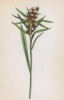 Сушеница норвежская (Gnaphalium norvegicum (лат.)) (лист 206 известной работы Йозефа Карла Вебера "Растения Альп", изданной в Мюнхене в 1872 году)
