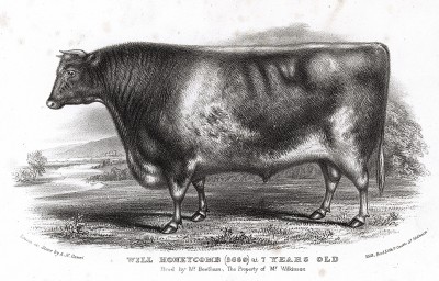 Семилетний бык Will honeycomb, выращенный мистером Битэмом и принадлежащий мистеру Вилкинсону. Farmer's Magazin. Лондон, 1844