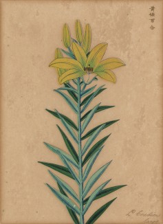 Лилия жёлтая гигантская. Французская ксилография 1900-х гг.
