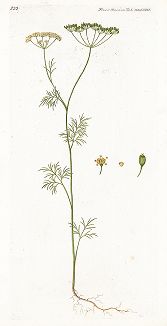 Укроп пахучий,  Anethum graveolens. Лист из знаменитого издания "Flora Danica" Георга Христиана Эдера, ч. 27, 1806-40 гг.