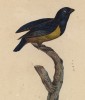 Эуфония рыжебрюхая (лист из альбома литографий "Галерея птиц... королевского сада", изданного в Париже в 1822 году)