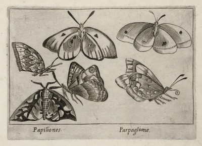 Бабочки и мотыльки (лист из альбома Nova raccolta de li animali piu curiosi del mondo disegnati et intagliati da Antonio Tempesta... Рим. 1651 год)