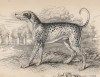 Далматин, или каретная собака (Dalmatin Dog (англ.)) (лист 13 тома V "Библиотеки натуралиста" Вильяма Жардина, изданного в Эдинбурге в 1840 году)