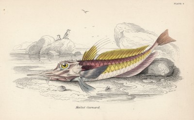 Тригла панцирная, или вооружённый морской петух (Peristedion malarmat (лат.)) (лист 4 XXXII тома "Библиотеки натуралиста" Вильяма Жардина, изданного в Эдинбурге в 1843 году)