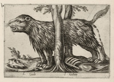 Россомаха (лист из альбома Nova raccolta de li animali piu curiosi del mondo disegnati et intagliati da Antonio Tempesta... Рим. 1651 год)