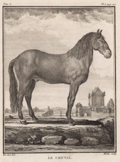 Лошадь (лист I иллюстраций к первому тому знаменитой "Естественной истории" графа де Бюффона, изданному в Париже в 1749 году)