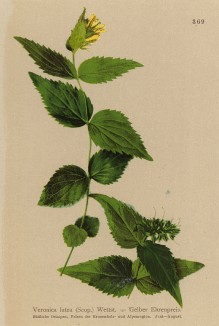 Вероника жёлтая (Veronica lutea (лат.)) (из Atlas der Alpenflora. Дрезден. 1897 год. Том IV. Лист 369)