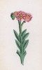 Молодило Функа (Sempervivum Funkii (лат.)) (лист 156 известной работы Йозефа Карла Вебера "Растения Альп", изданной в Мюнхене в 1872 году)