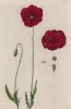 Мак красный (Papaver eraticum rubrum (лат.)) (лист 560 "Гербария" Элизабет Блеквелл, изданного в Нюрнберге в 1760 году)