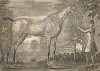 Необычайно длинноногая и высокая лошадь. Английская гравюра, изданная в конце XVIII века