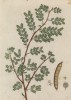 Акация (Acacia (лат.)) — богатый видами род цветковых растений из семейства мимозовые (лист 345 "Гербария" Элизабет Блеквелл, изданного в Нюрнберге в 1757 году)