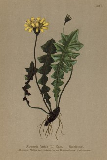 Апозерис вонючий (Aposeris foetida (лат.)) (из Atlas der Alpenflora. Дрезден. 1897 год. Том V. Лист 483)