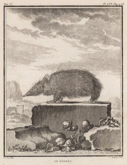 Тенрек, или щетинистый ёж (лист LVI иллюстраций к пятому тому знаменитой "Естественной истории" графа де Бюффона, изданному в Париже в 1755 году)