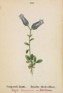 Колокольчик Зойса (Campanula Zoysii ((лат.)) лист 254 известной работы Йозефа Карла Вебера "Растения Альп", изданной в Мюнхене в 1872 году)