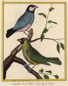 Дубоносы из Китая (1) и Южной Америки (2) (из Table des Planches Enluminées d'Histoire Naturelle de M. D'Aubenton (фр.). Утрехт. 1783 год (лист 152))