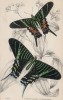 Бабочки урания Слоана и урания лилейная (1. Urania Sloanus 2. Urania Leilus (лат.)) (лист 29 XXXVI тома "Библиотеки натуралиста" Вильяма Жардина, изданного в Эдинбурге в 1837 году)