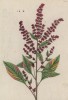 Амарант, или щирица (Amaranthus (лат.)) из семейства амарантовые (лист 317 "Гербария" Элизабет Блеквелл, изданного в Нюрнберге в 1757 году)