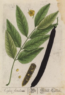 Кассия трубчатая (сладкая трость, живой мёд (Cassia fistula (лат.)) -- дерево золотого дождя (лист 381 "Гербария" Элизабет Блеквелл, изданного в Нюрнберге в 1757 году)