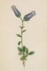 Колокольчик Зойса (Campanula Zoysii ((лат.)) лист 254 известной работы Йозефа Карла Вебера "Растения Альп", изданной в Мюнхене в 1872 году)