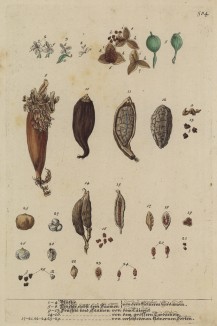 Семена самых любимых растений Элизабет Блеквелл (лист 584 "Гербария" Элизабет Блеквелл, изданного в Нюрнберге в 1760 году)